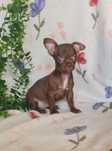 Bonequinha mini chocolate Chihuahua/Chiuaua. LinhagemRussa
