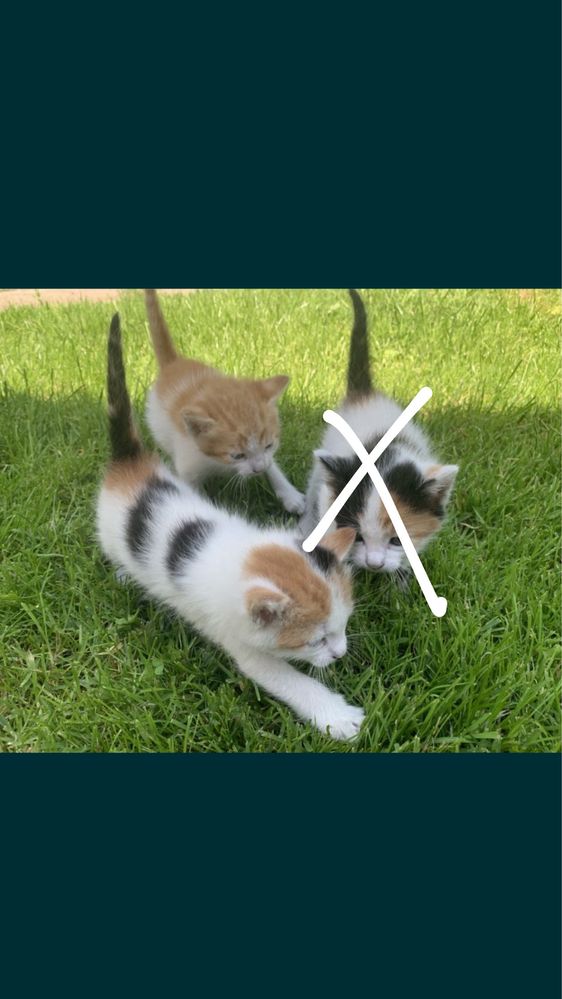 Piekne kotki szukaja domu