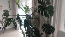 Monstera duża dziurawa kwiat doniczkowy