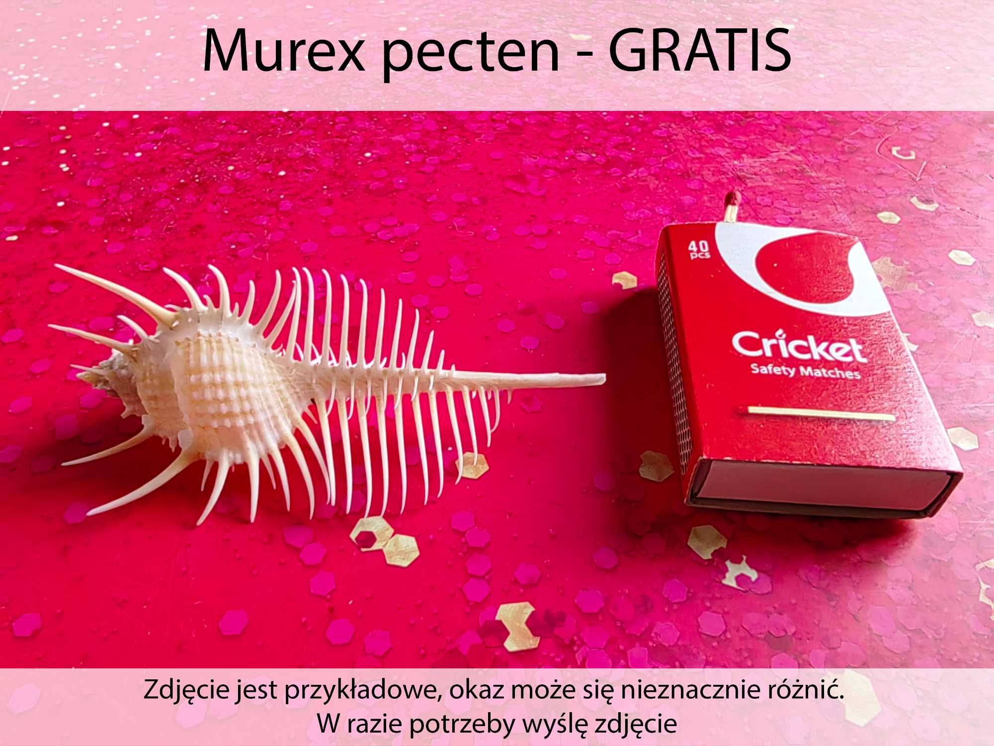 Muszle morskie kolekcjonerskie / Zestaw 5 +GRATIS