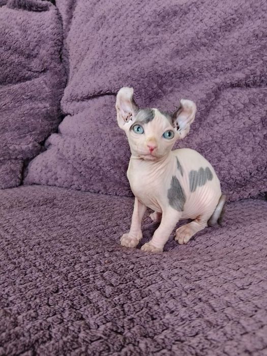 Эксклюзивный котёнок