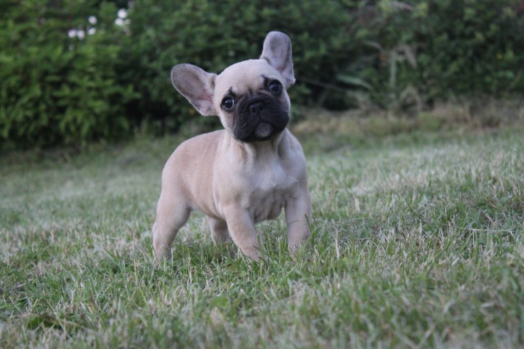 Buldog francuski  - REBEKA