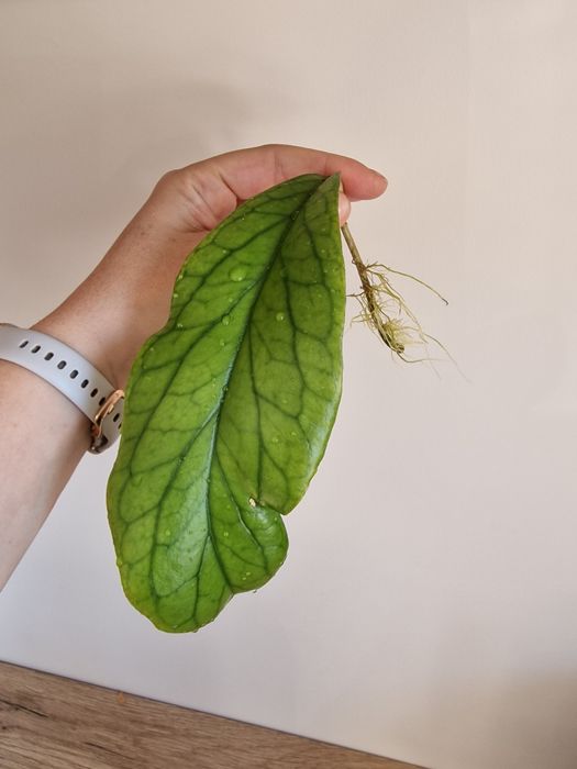 Hoya Golden Eye ukorzeniona