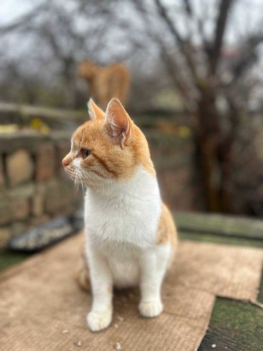 Шукаємо сім'ї котикам