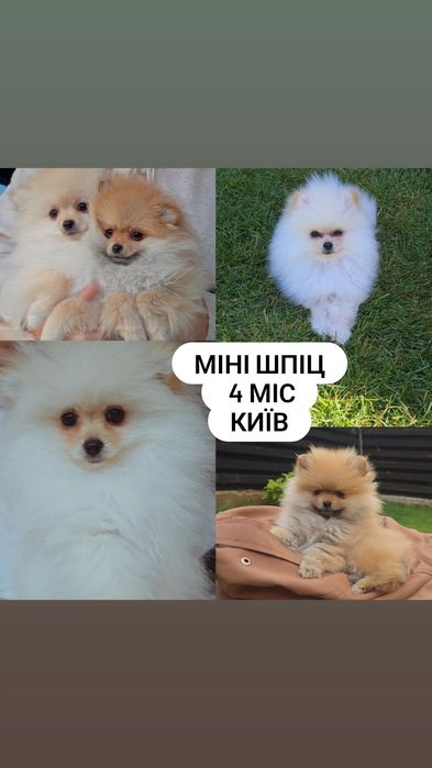 Міні шпіци 4 міс .