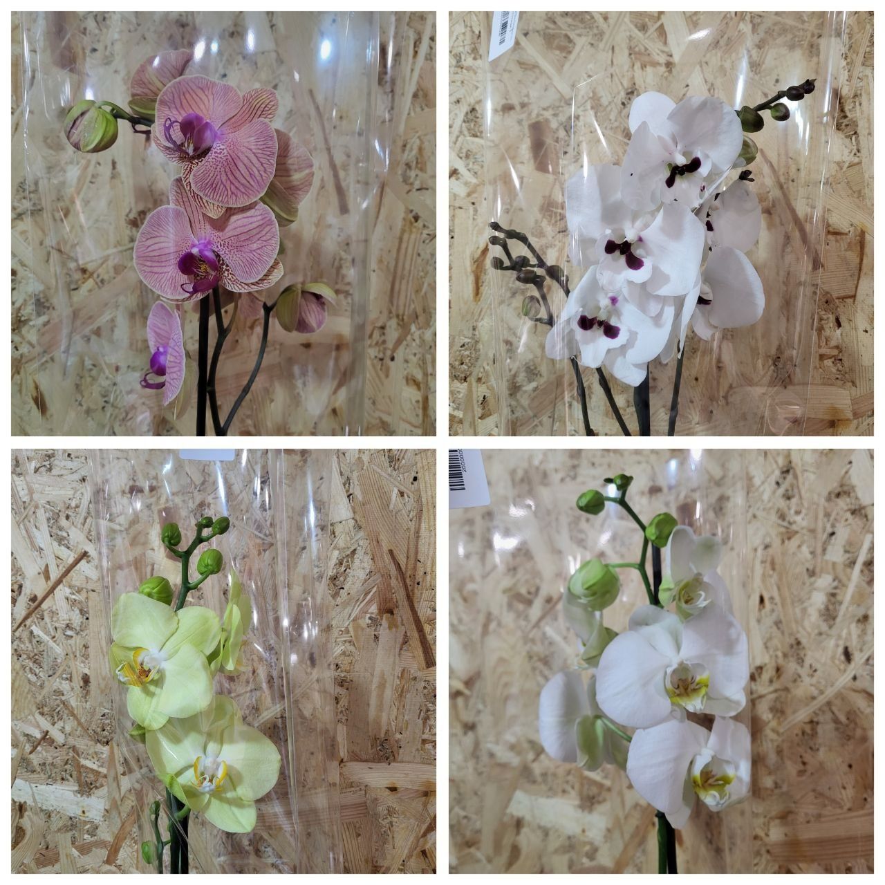Орхидеи ,фаленопсис.