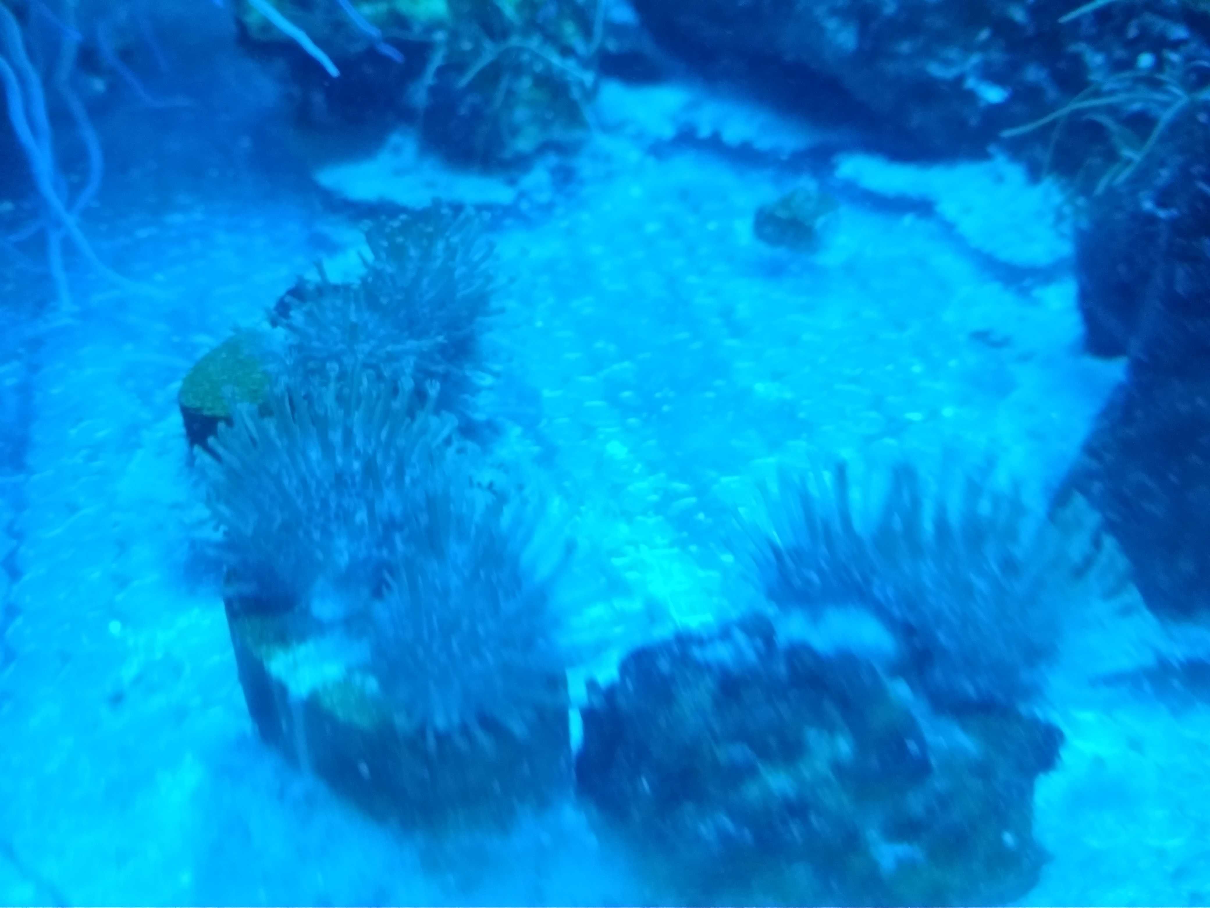 Koralowce miękkie sarcopython, briareum