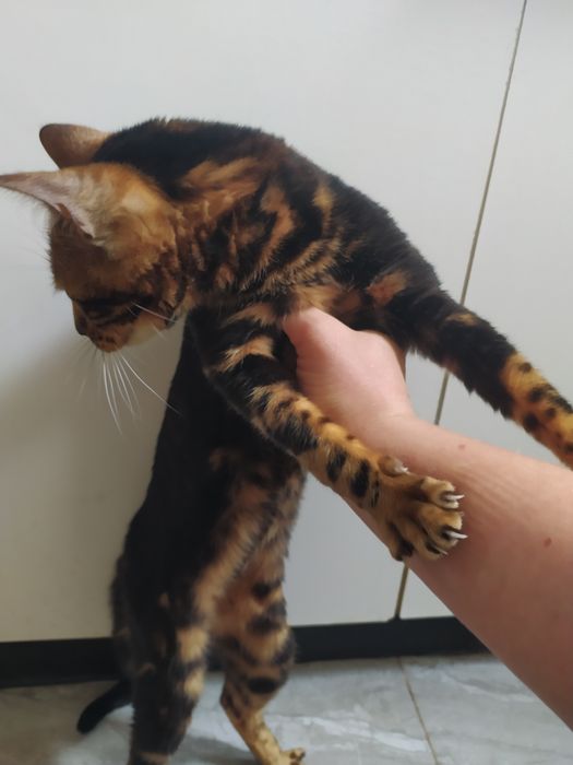 Бенгальская мраморная  кошечка Ben n 22