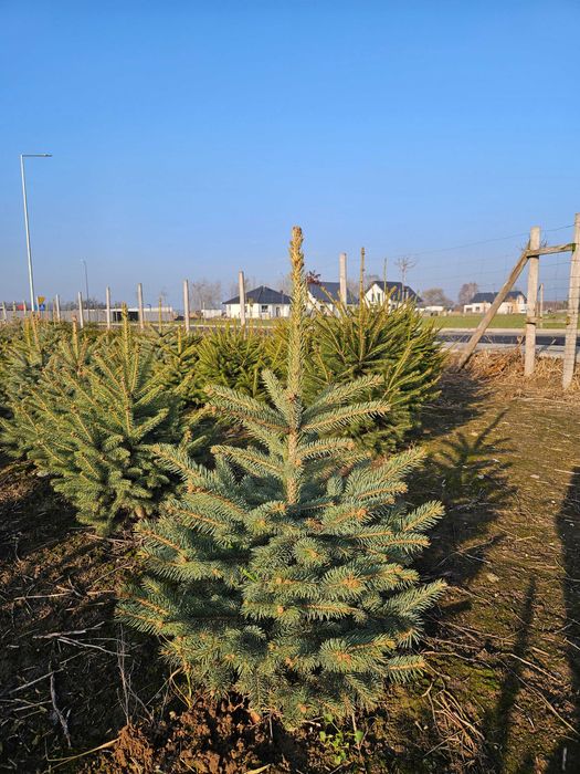 Choinka Bożonarodzeniowa Jodła Świerk Pospolity Srebrny Serbski WLKP