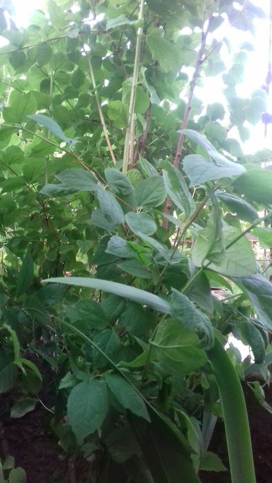 Жасмин, чайная роза