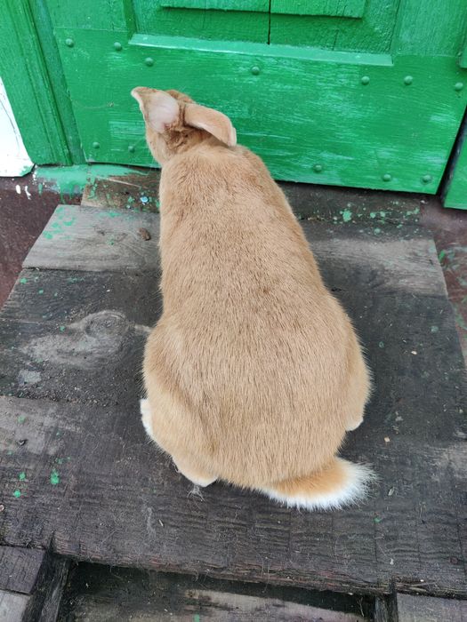 Кролі кролики бургунці