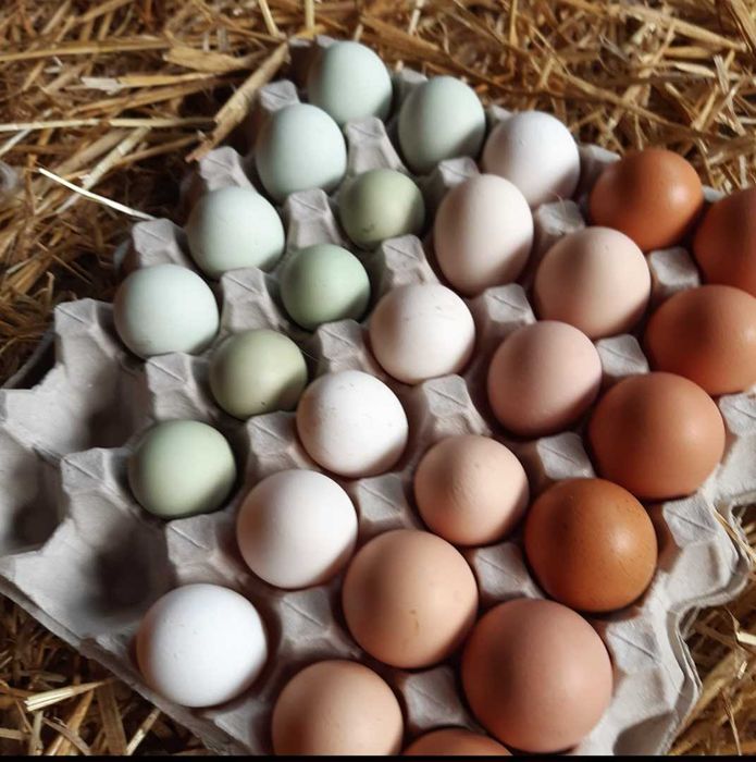 Jaja wiejskie ,kacze i przepiórcze