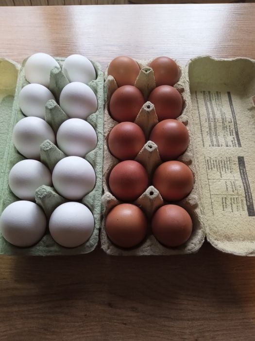 Jajka od kur z wolnego wybiegu