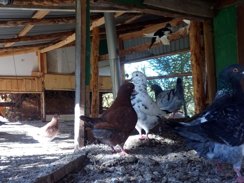 Gołębie Kingi sprzedam