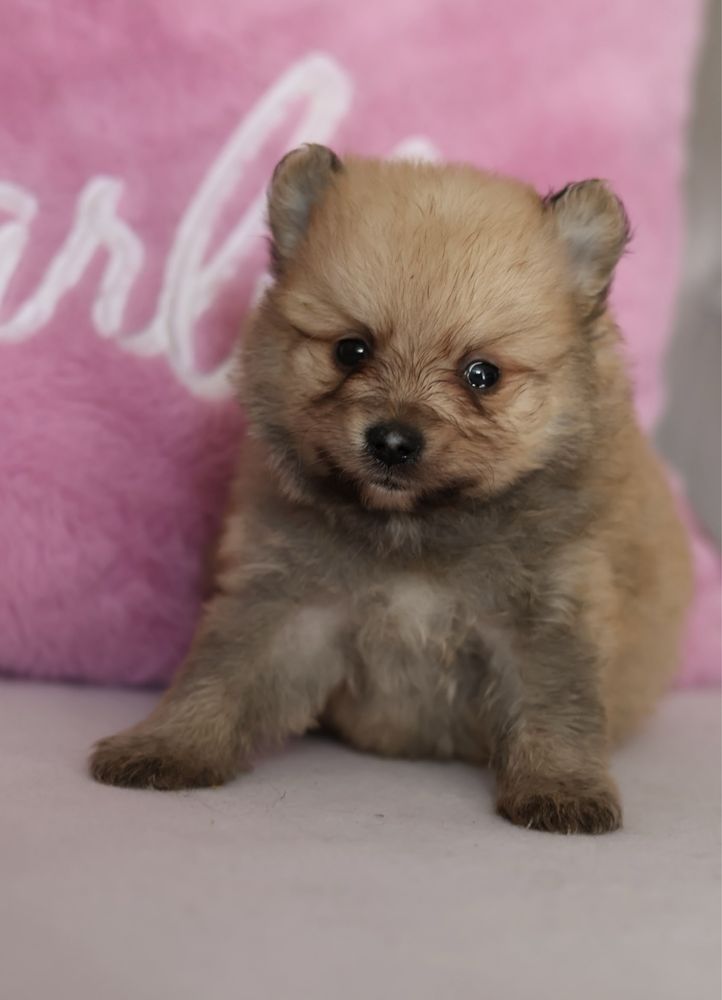 Szpic miniaturowy pomeranian samiec