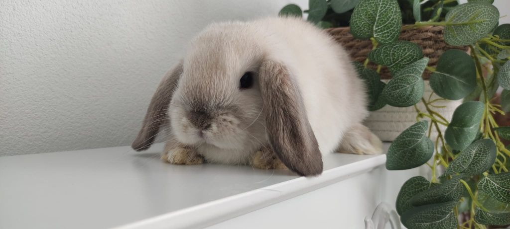 Mini Lop królik gotowe do odbioru