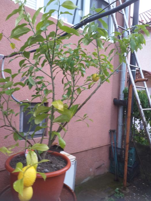 Продам  лимон  дерево.