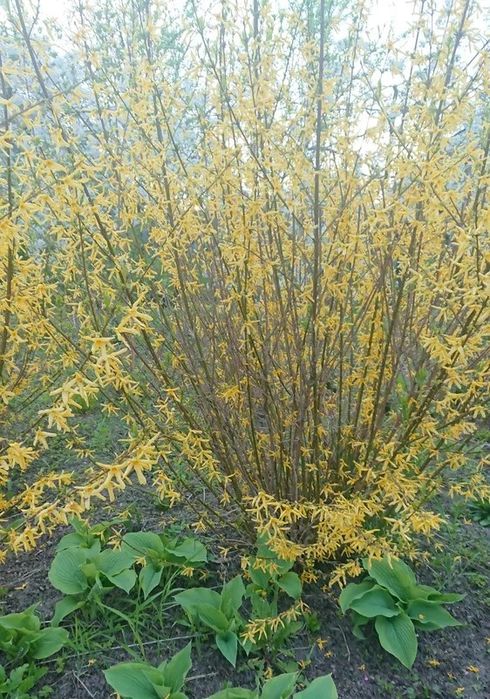 Форзиция,  айва , крыжовник