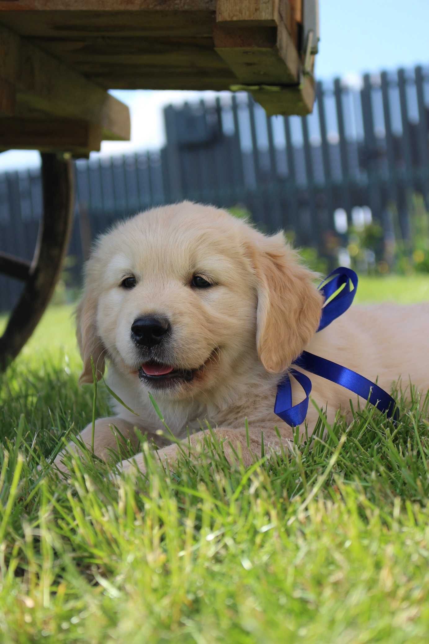 Golden Retriever ZKwP FCI  suczka gotowa do odbioru