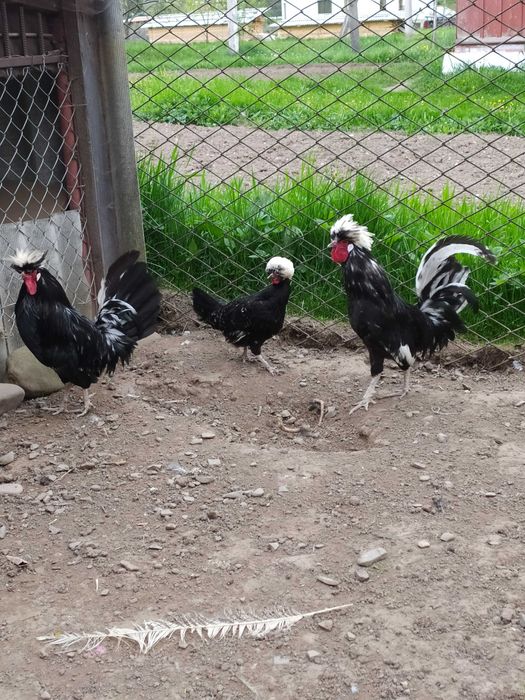 Голандська білохохлова (білочуба)