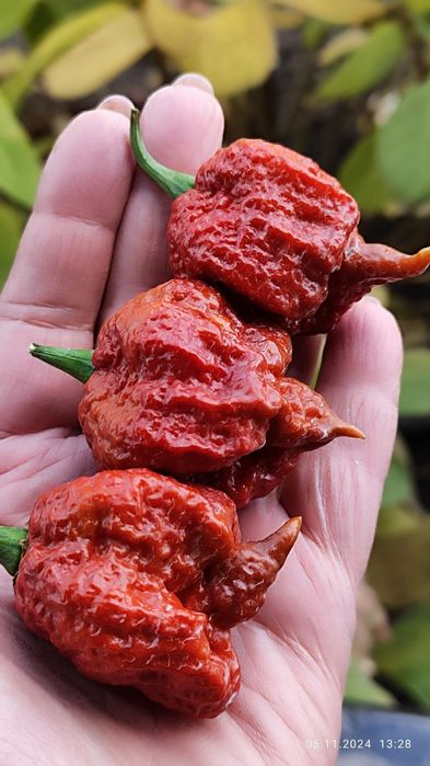 Набір насіння надгострого перцю  Carolina Reaper 50 шт
