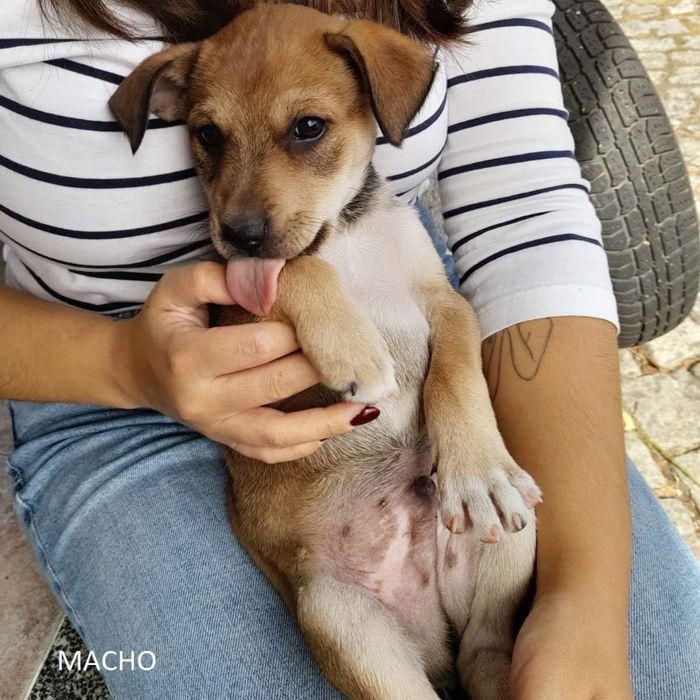 Cães para adoção