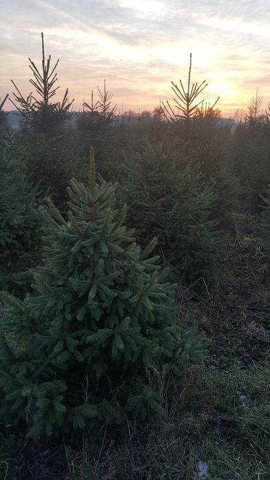 Choinki, srebrne i pospolite, plantacja