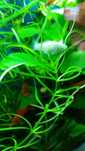 Rośliny pogostemon anubias bucephalandra