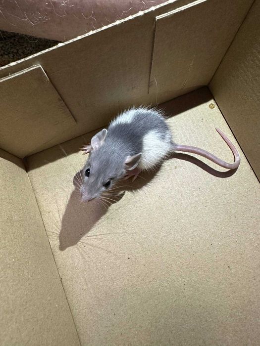 Декоративні щурики, дамбо