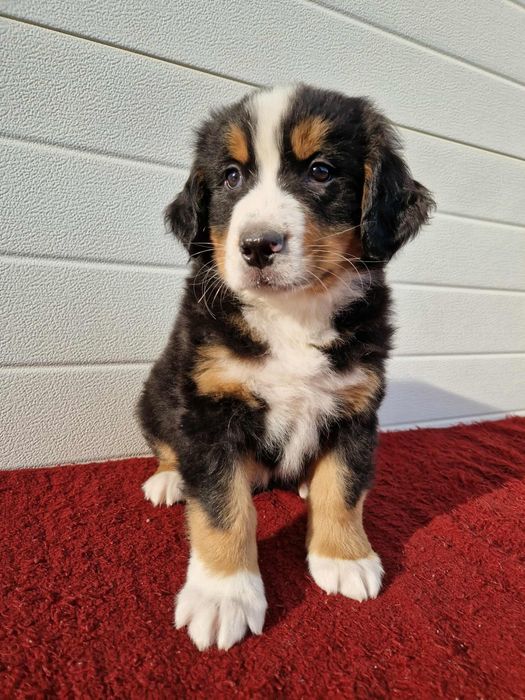 Szczenię Berneński Pies Pasterski