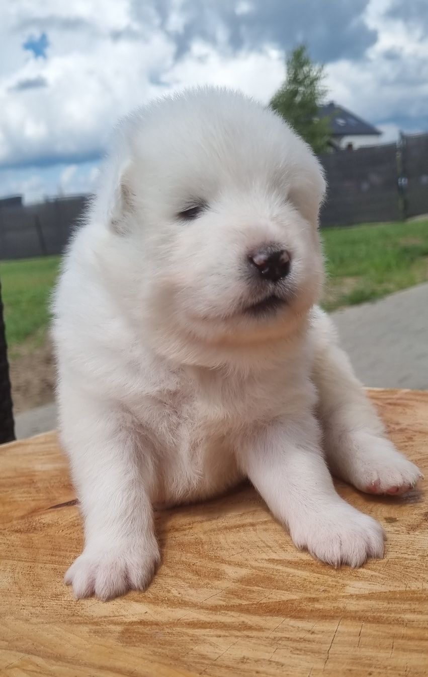 Samoyed szczeniak FCI