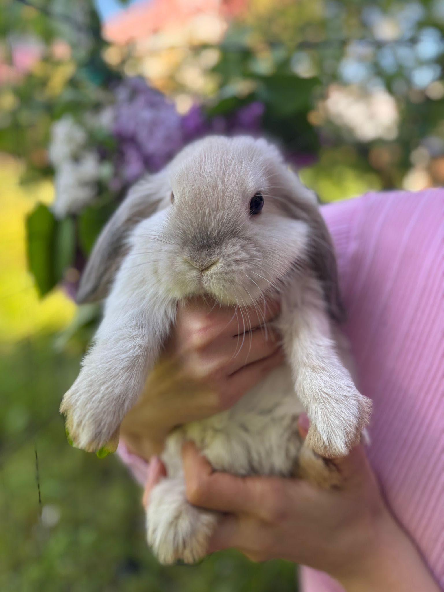 Królik miniaturka Mini Lop baranek top hodowla