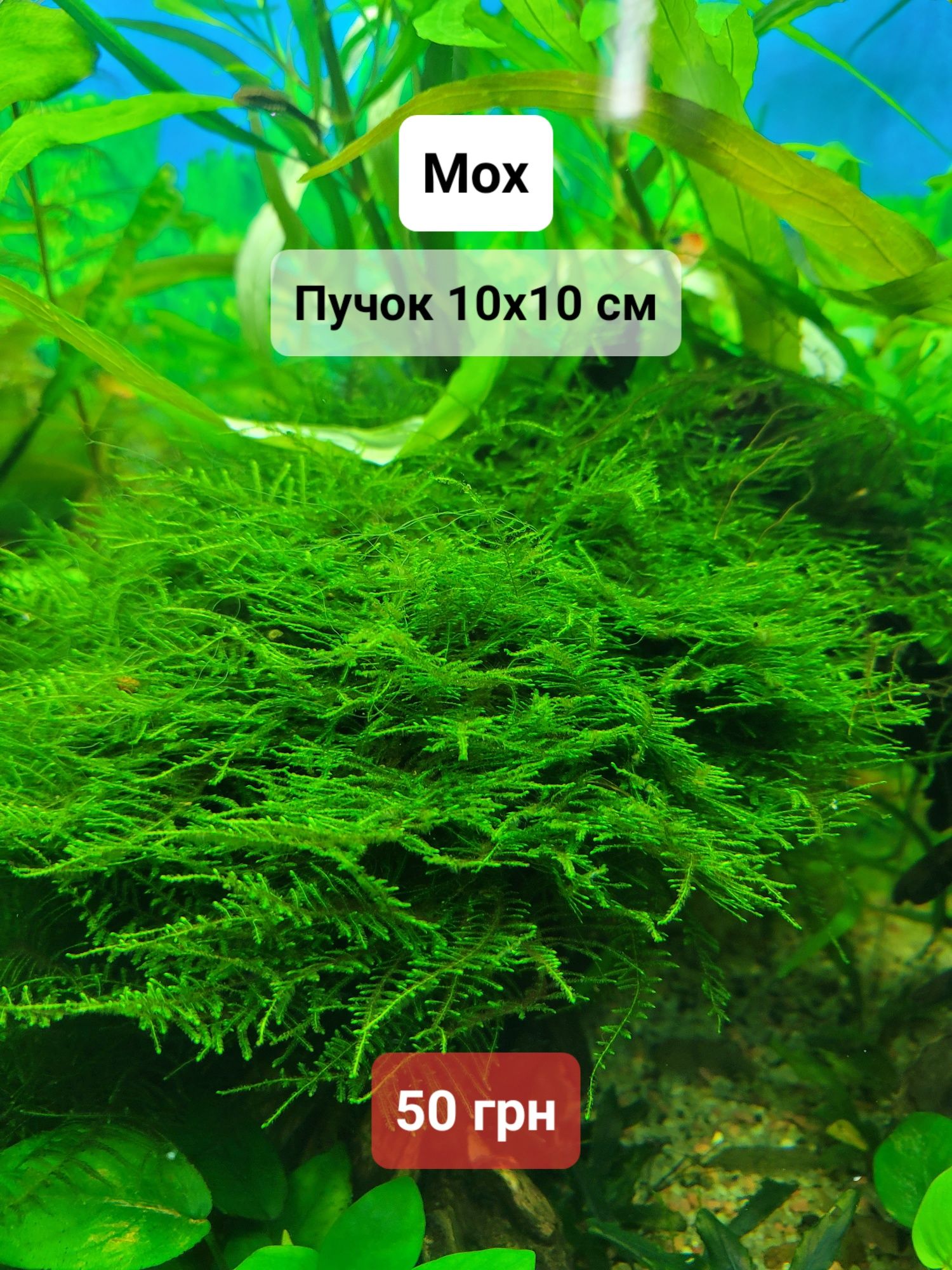 Рослини для акваріума (ціни на зображеннях)