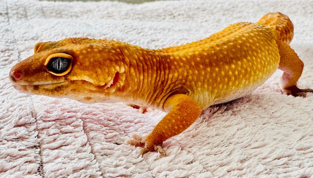 Gekon lamparci lamparcie gekony