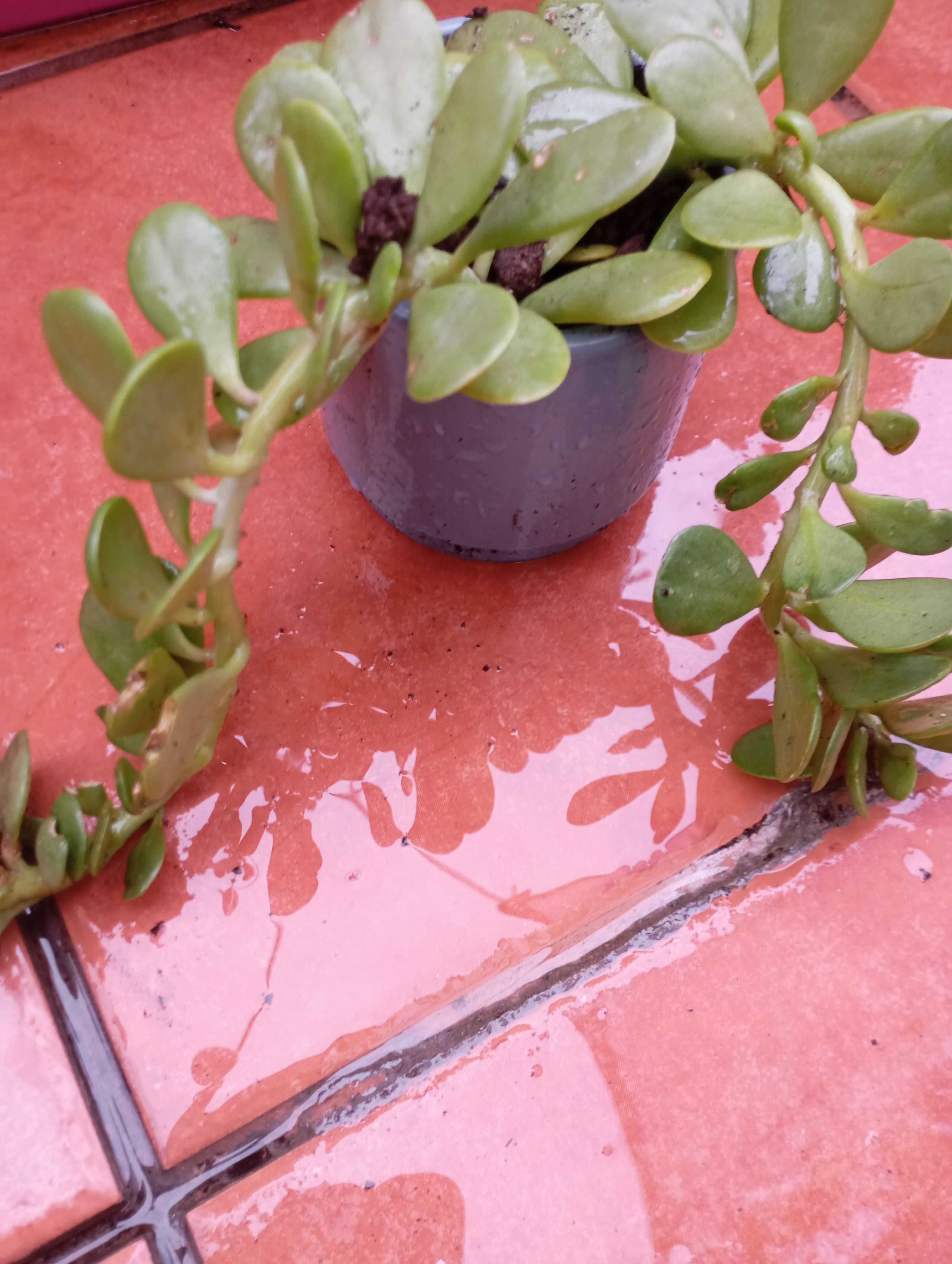 Planta suculenta em vaso cerâmico