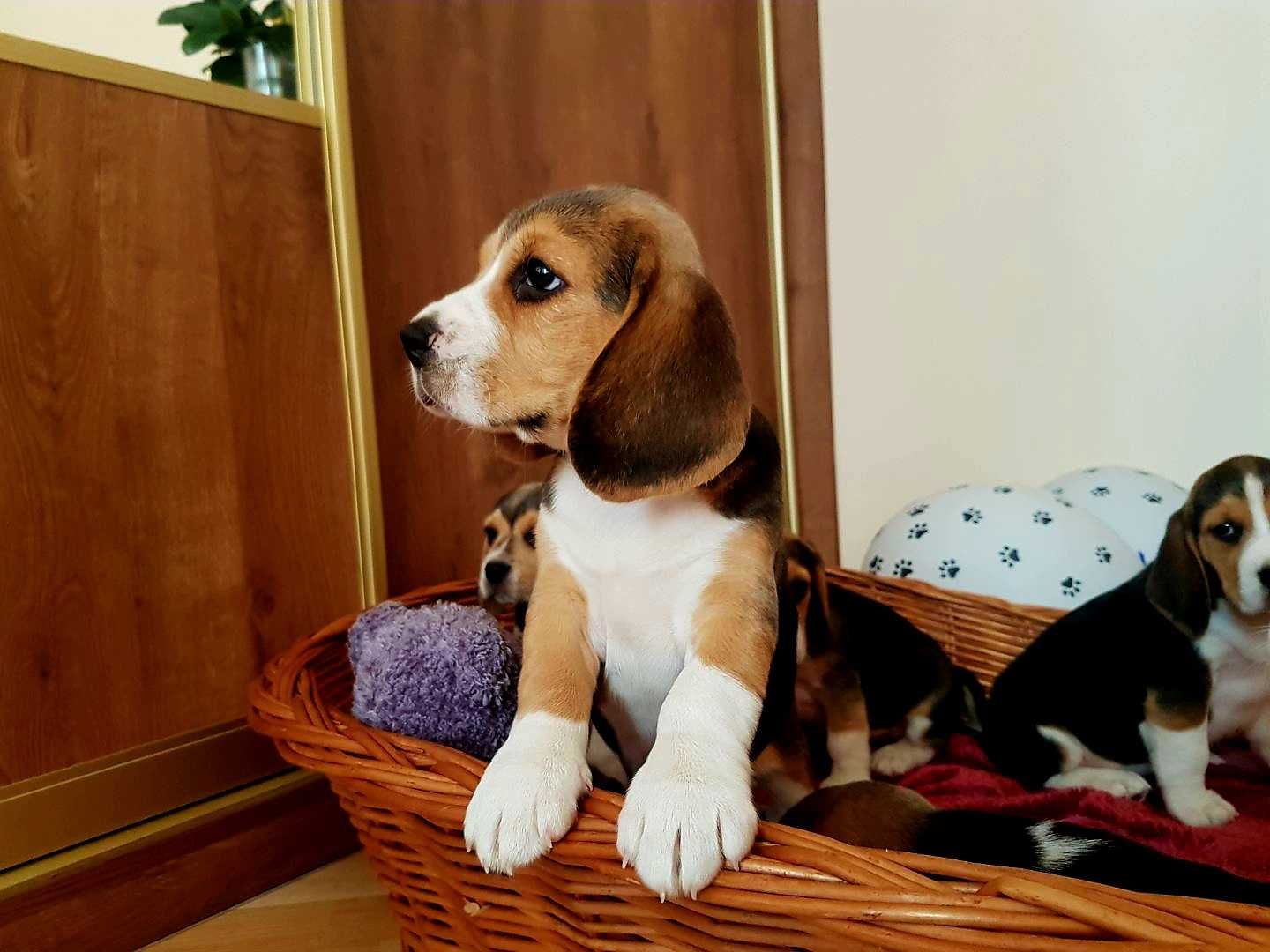 Piękne Beagle z rodowodem - szczeniaczki