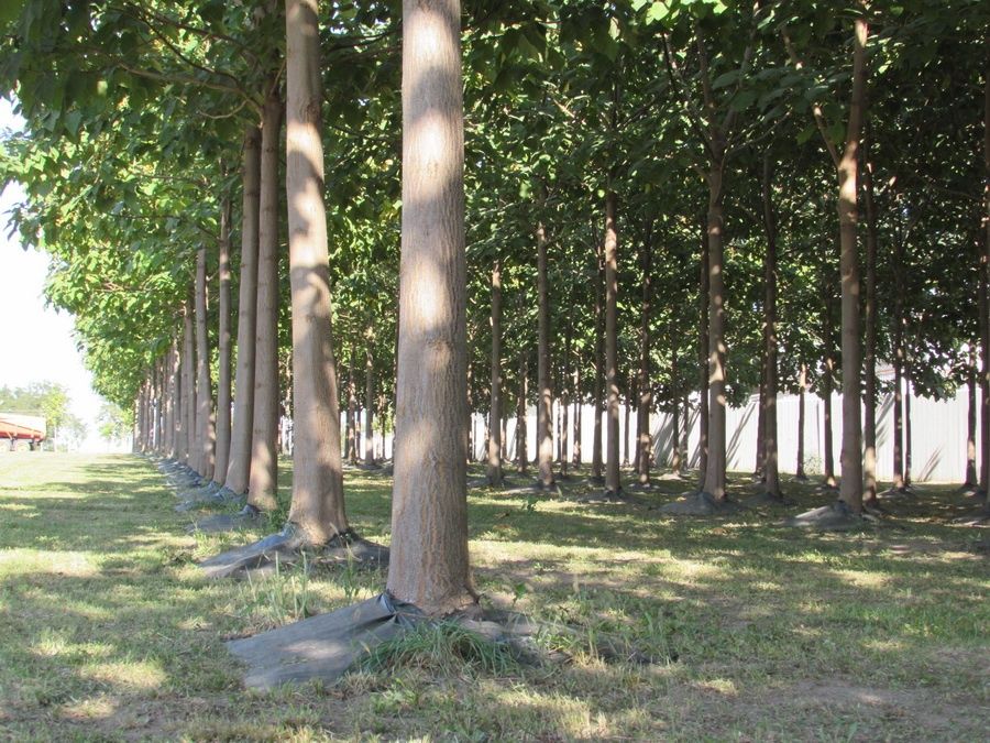 Paulownia elongata, paulonia árvore, planta ENTREGAMOS EM TODO O PAÍS