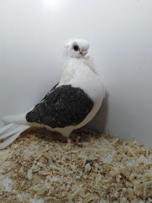 Mewka polska z 2025roku.