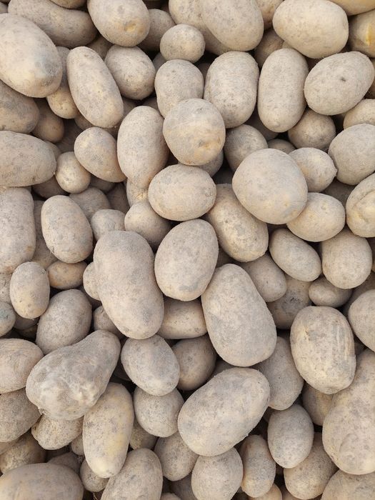 Ziemniaki jadalne workowane po 10 kg odmiana Queen Ann