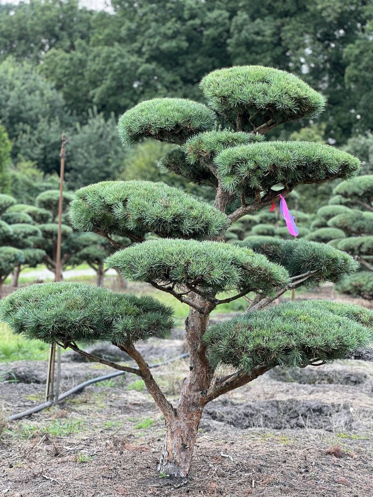 Bonsai niwaki duże drzewa sosna pinus Bonsai Park