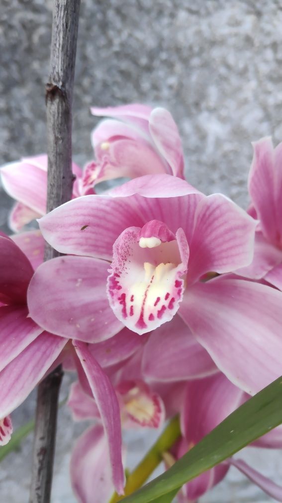 Orquídea rosa bebê