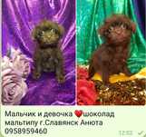 Девочка шоколад мальтипу