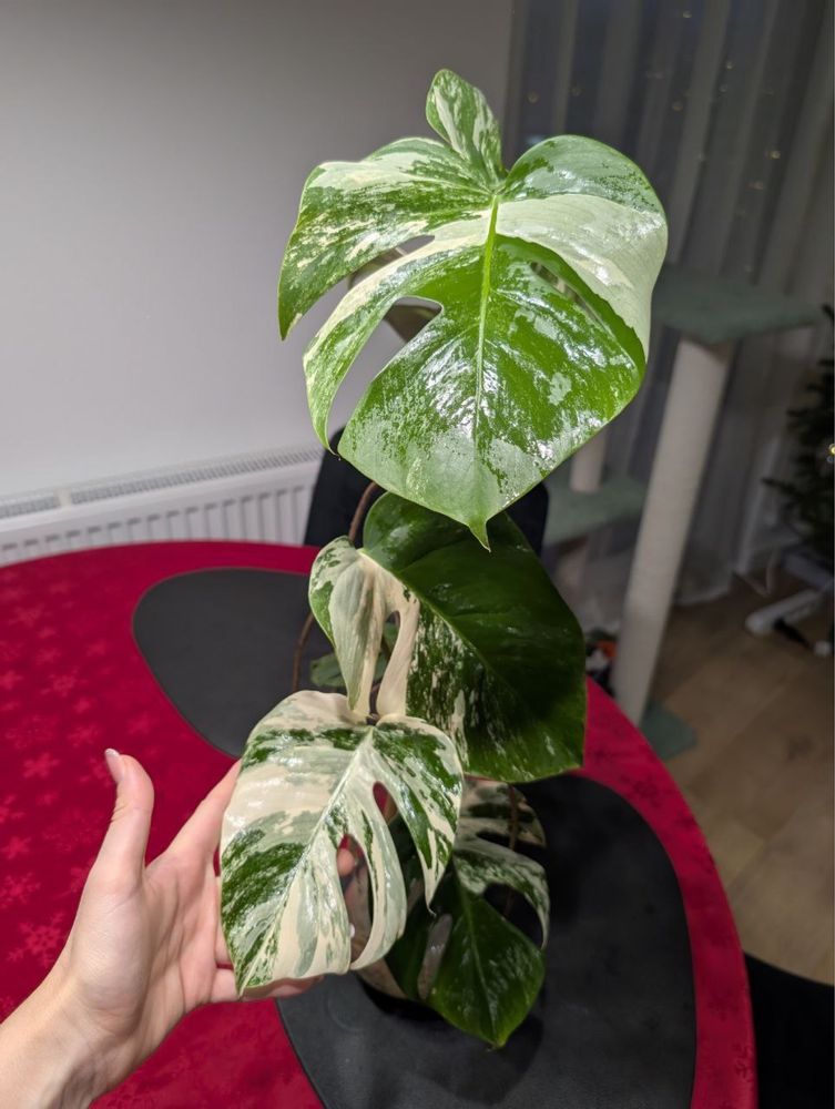 Monstera Alba Variegated