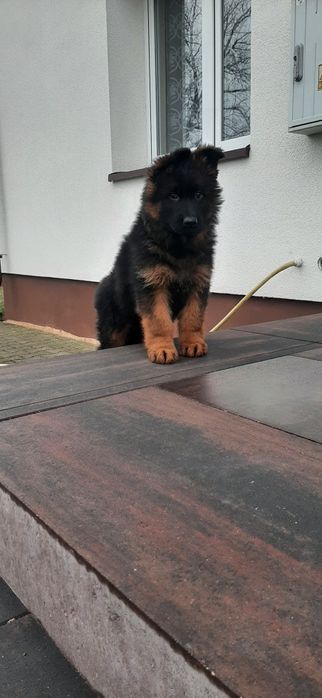 Owczarek Niemiecki Szczeniak