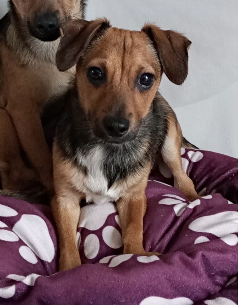 Pieski do adopcji