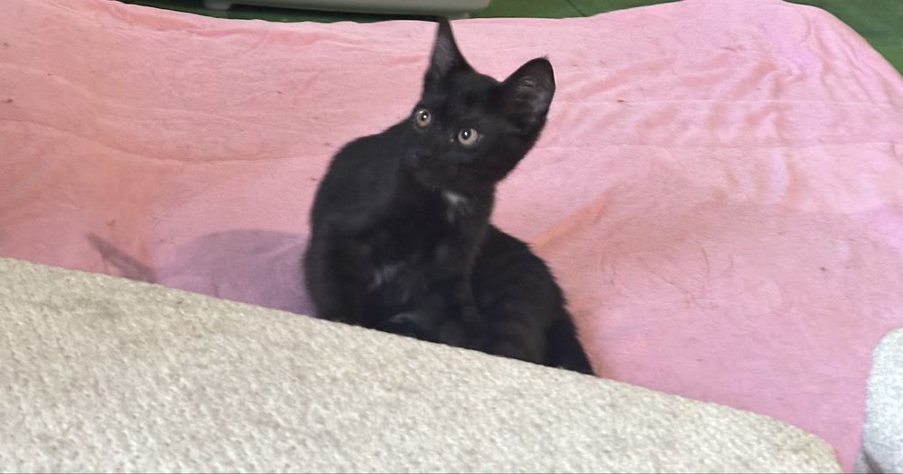 Котики шукають сімʼю