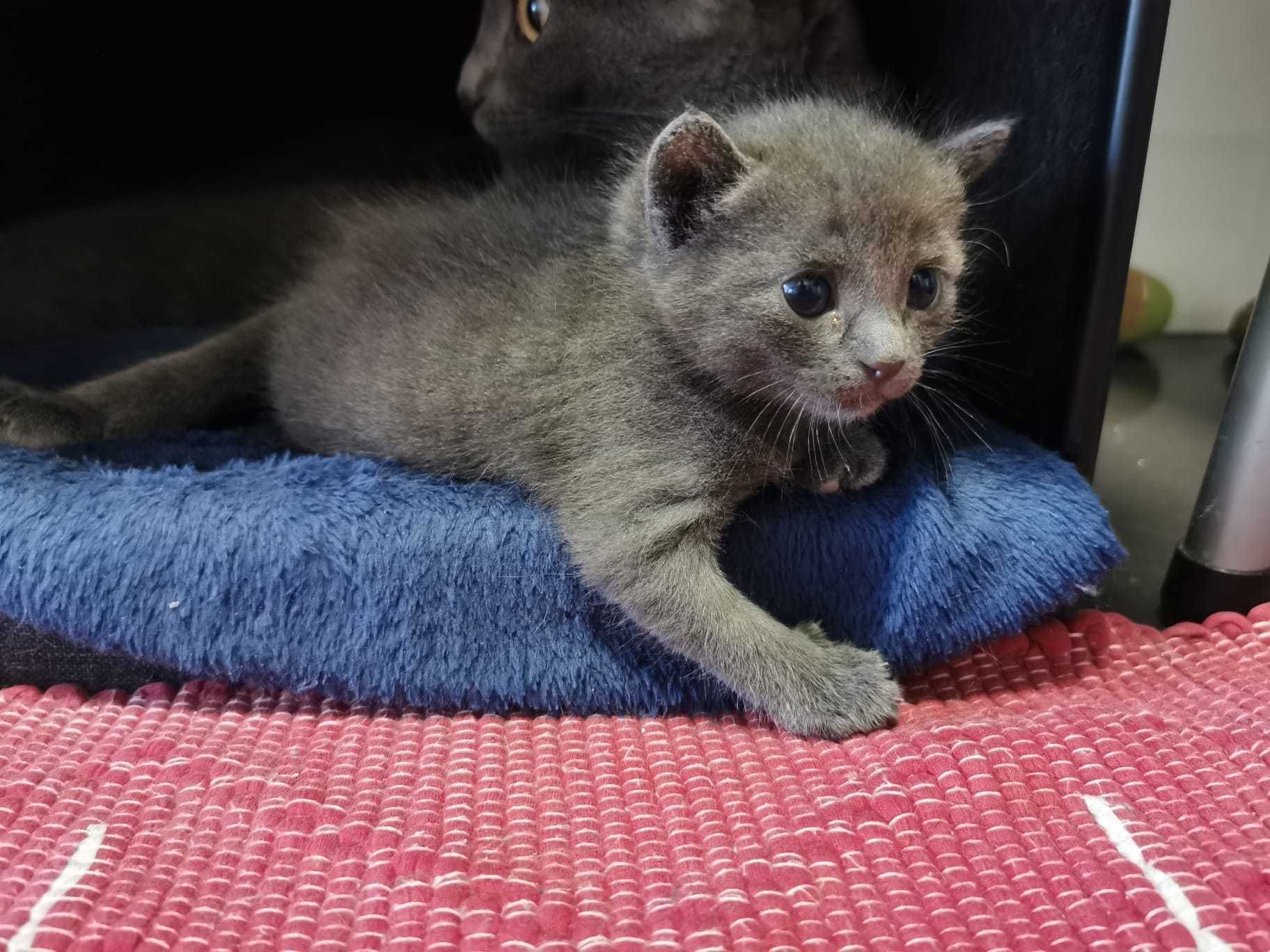 Gatinh Russian Blue