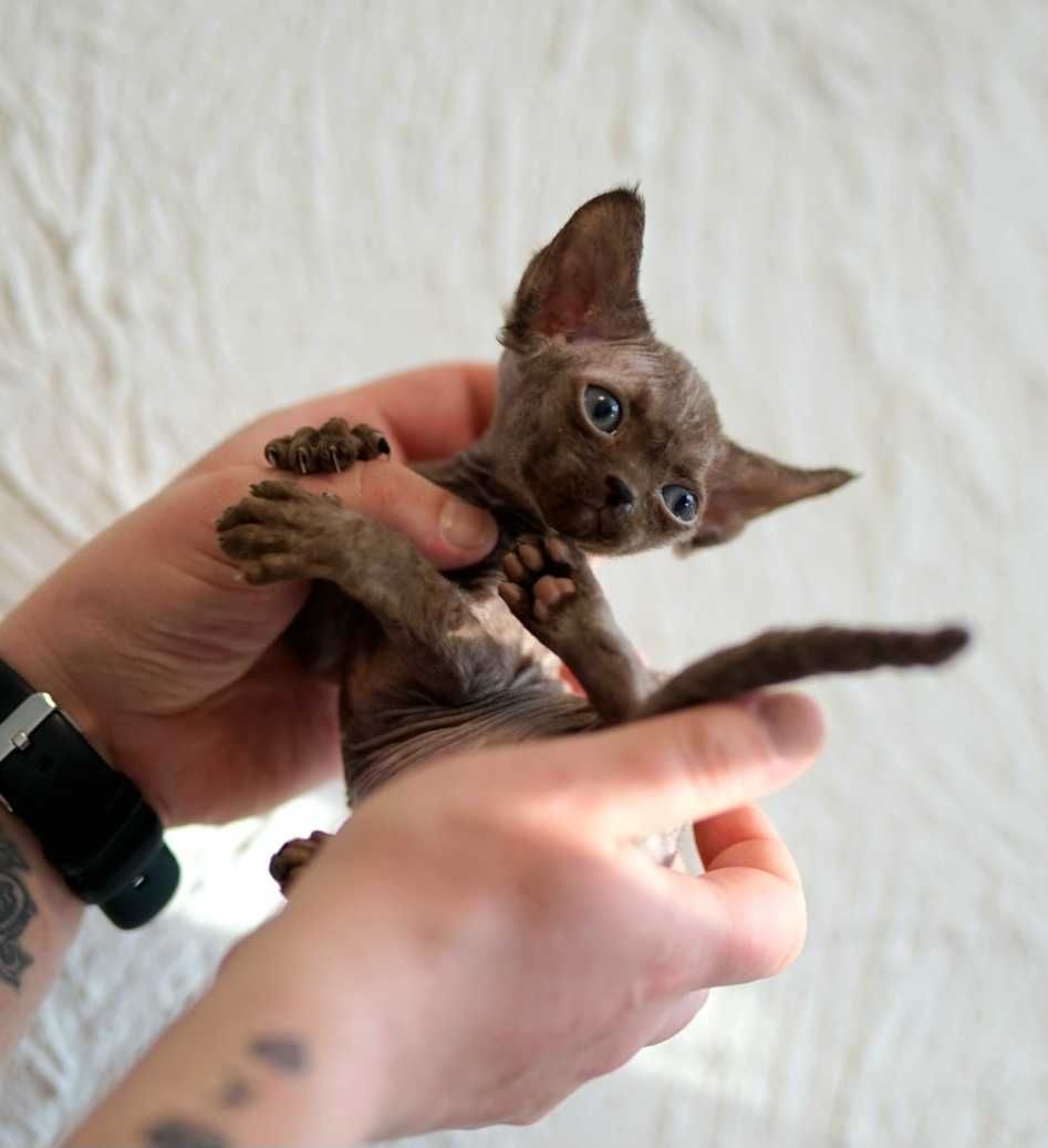 Gucio czekoladowy kocur Devon Rex