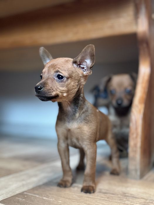 Ratlerki pinczerki !!