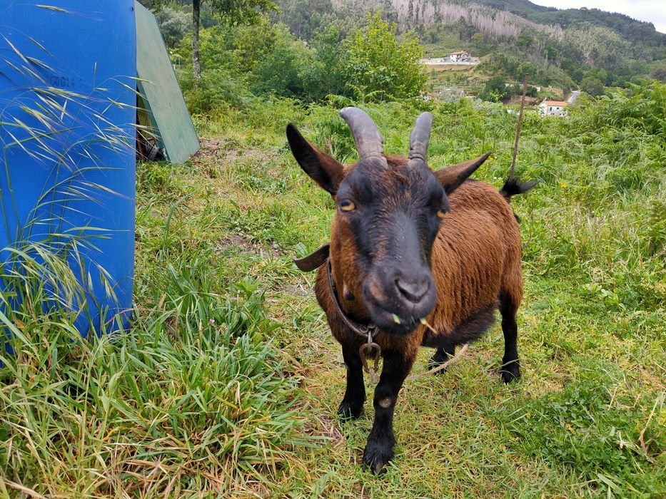 Cabras anãs (macho e fêmea)